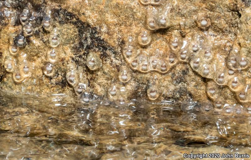 Streamside Salamander (Ambystoma barbouri)