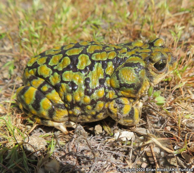 Sonoran Green Toad (Anaxyrus retiformis)