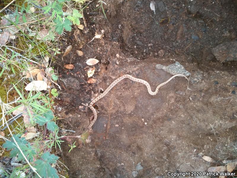 California Nightsnake (Hypsiglena ochrorhyncha nuchalata)