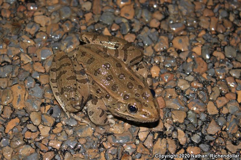 Plains Leopard Frog (Lithobates blairi)