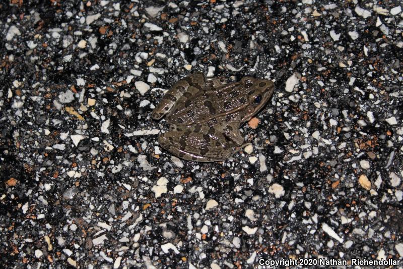 Plains Leopard Frog (Lithobates blairi)