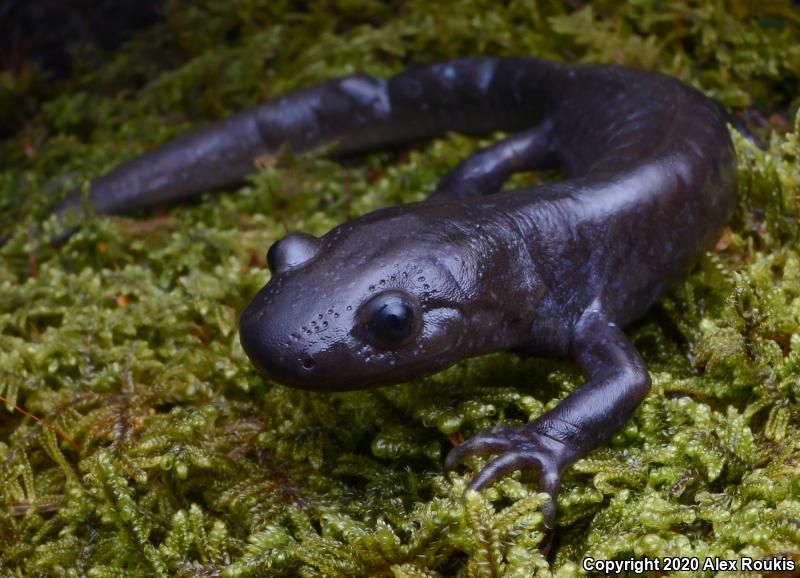 Jefferson Salamander (Ambystoma jeffersonianum)