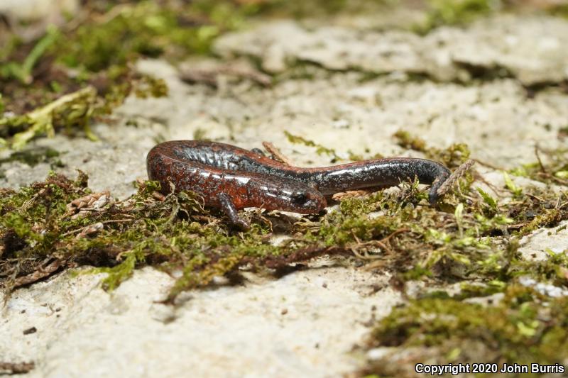 Northern Zigzag Salamander (Plethodon dorsalis)