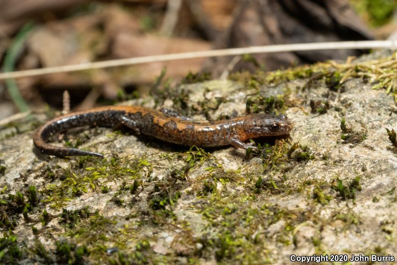 Northern Zigzag Salamander (Plethodon dorsalis)