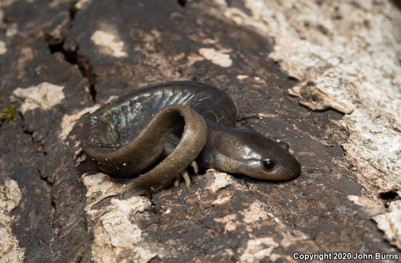 Jefferson Salamander (Ambystoma jeffersonianum)