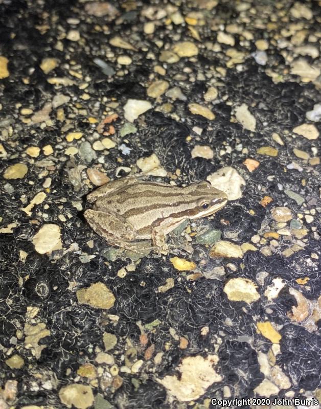 Western Chorus Frog (Pseudacris triseriata)