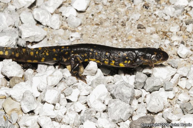 Eastern Tiger Salamander (Ambystoma tigrinum)