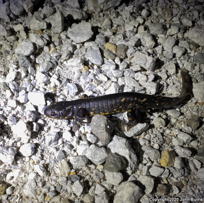 Eastern Tiger Salamander (Ambystoma tigrinum)