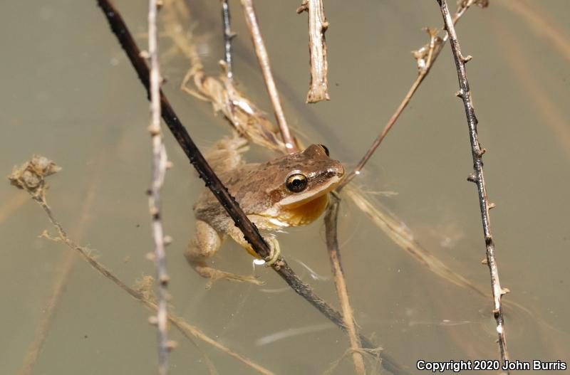 Western Chorus Frog (Pseudacris triseriata)