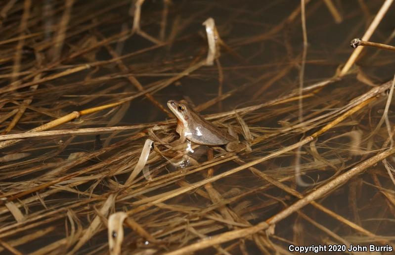 Western Chorus Frog (Pseudacris triseriata)