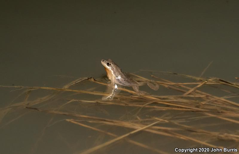 Western Chorus Frog (Pseudacris triseriata)