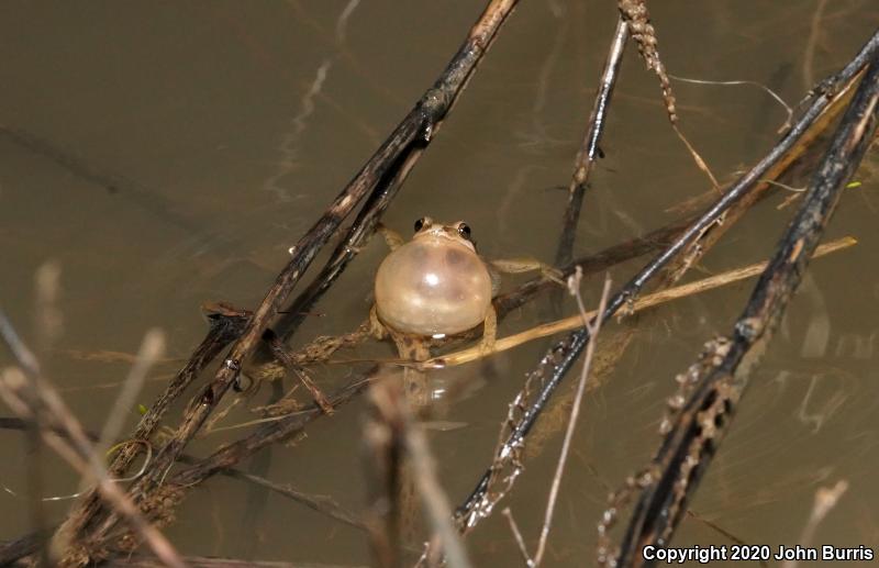 Western Chorus Frog (Pseudacris triseriata)