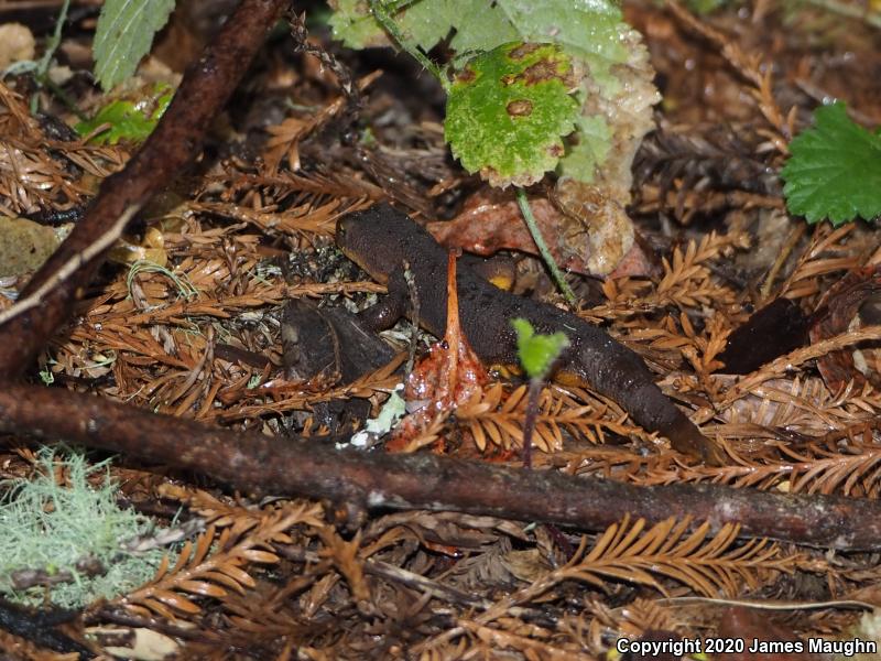 Rough-skinned Newt (Taricha granulosa)