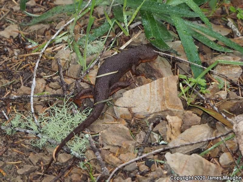 Rough-skinned Newt (Taricha granulosa)