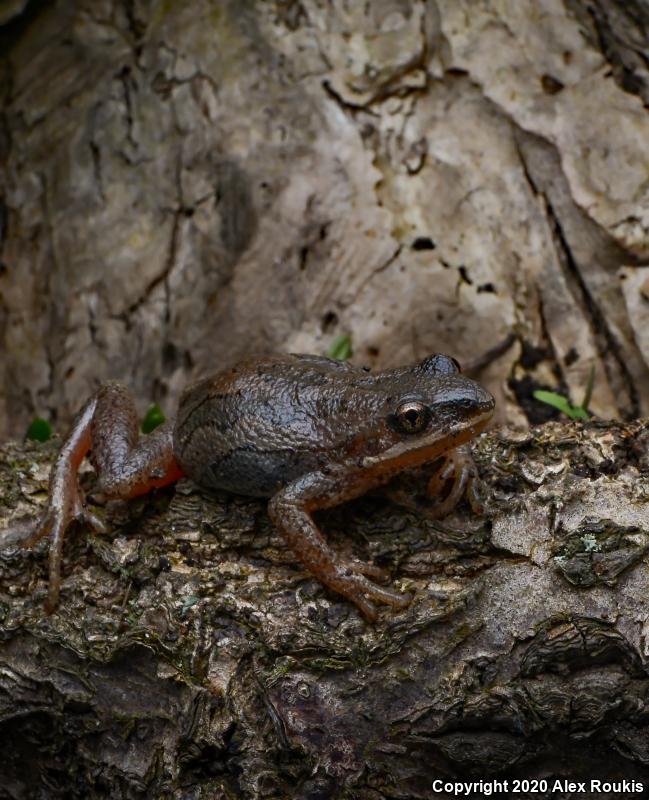 Western Chorus Frog (Pseudacris triseriata)