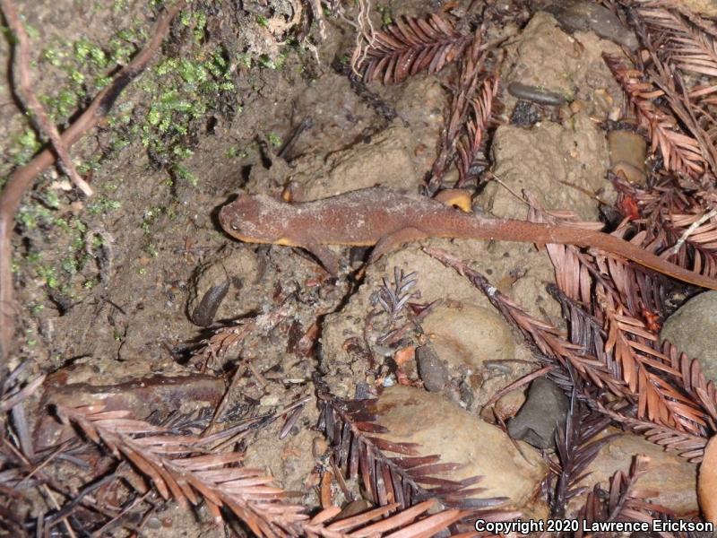 Rough-skinned Newt (Taricha granulosa)