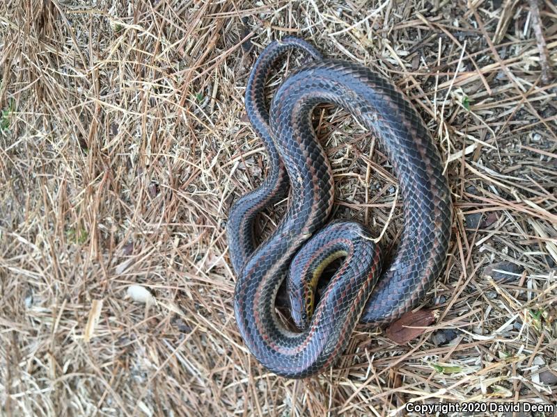 Common Rainbow Snake (Farancia erytrogramma erytrogramma)