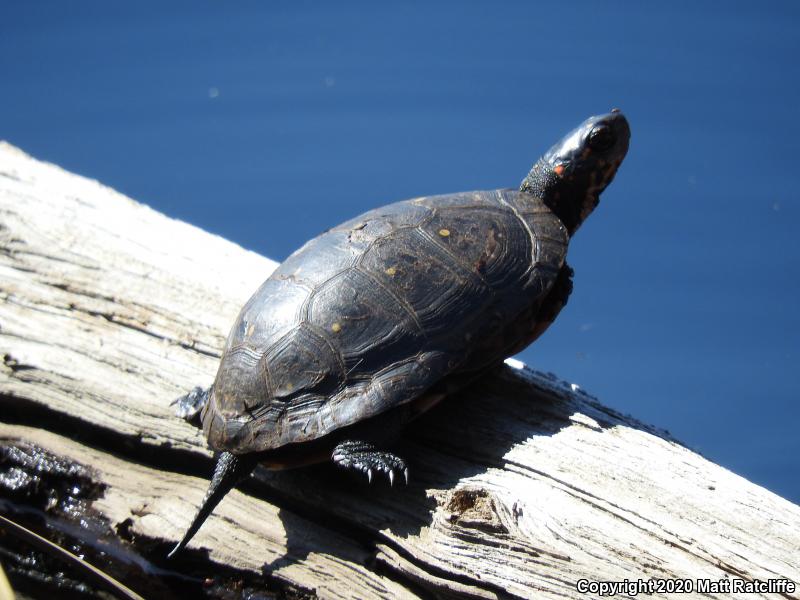 Spotted Turtle (Clemmys guttata)