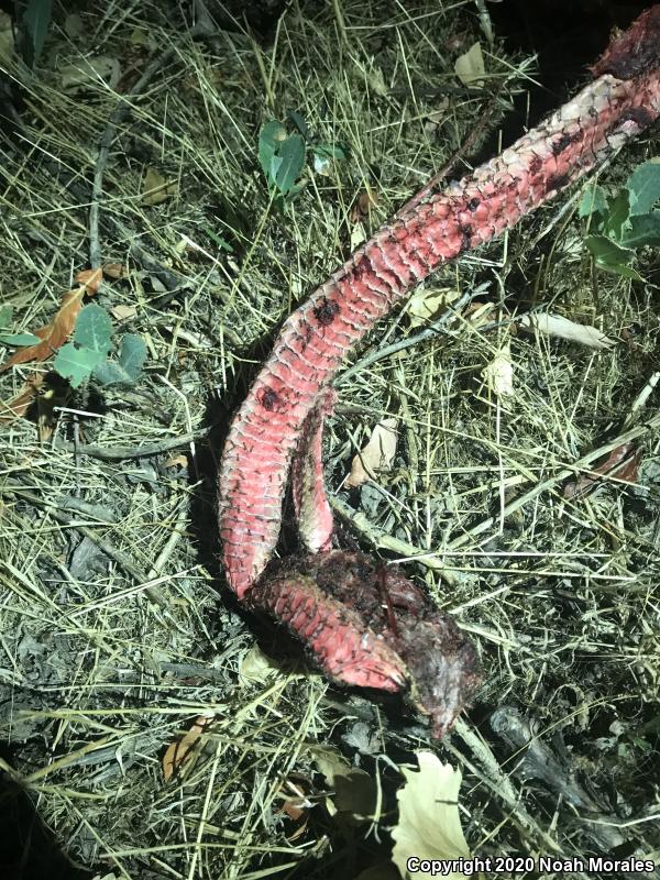 San Joaquin Coachwhip (Coluber flagellum ruddocki)