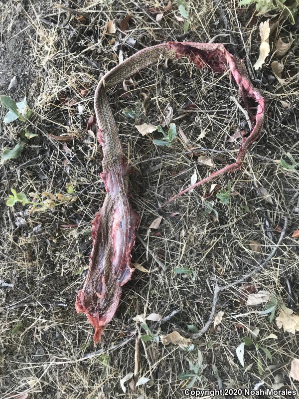 San Joaquin Coachwhip (Coluber flagellum ruddocki)