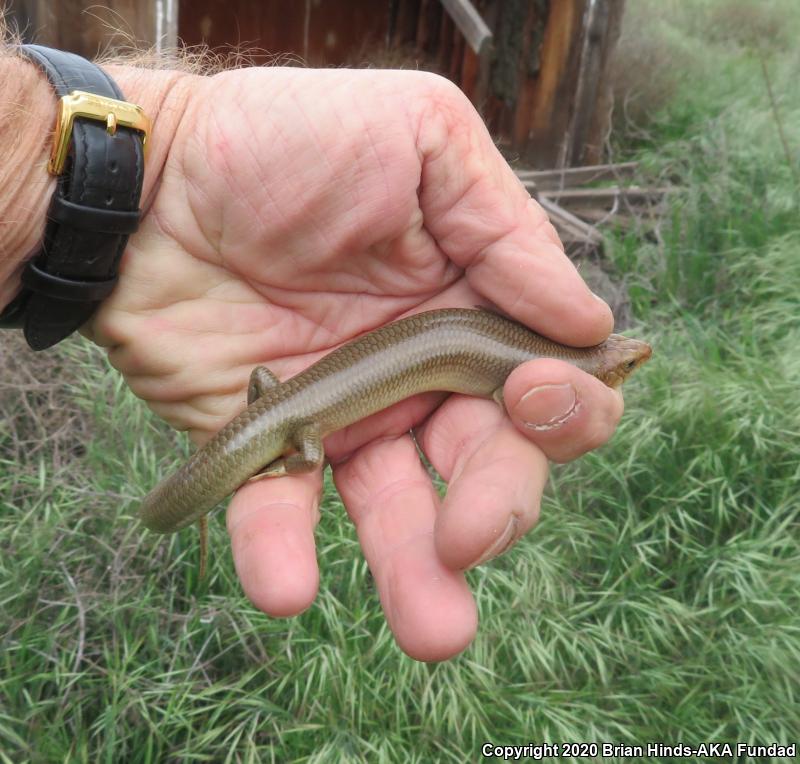 Western Redtail Skink (Plestiodon gilberti rubricaudatus)