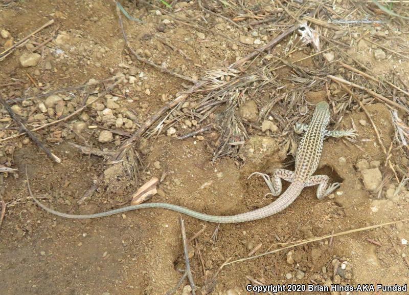 Coastal Whiptail (Aspidoscelis tigris stejnegeri)