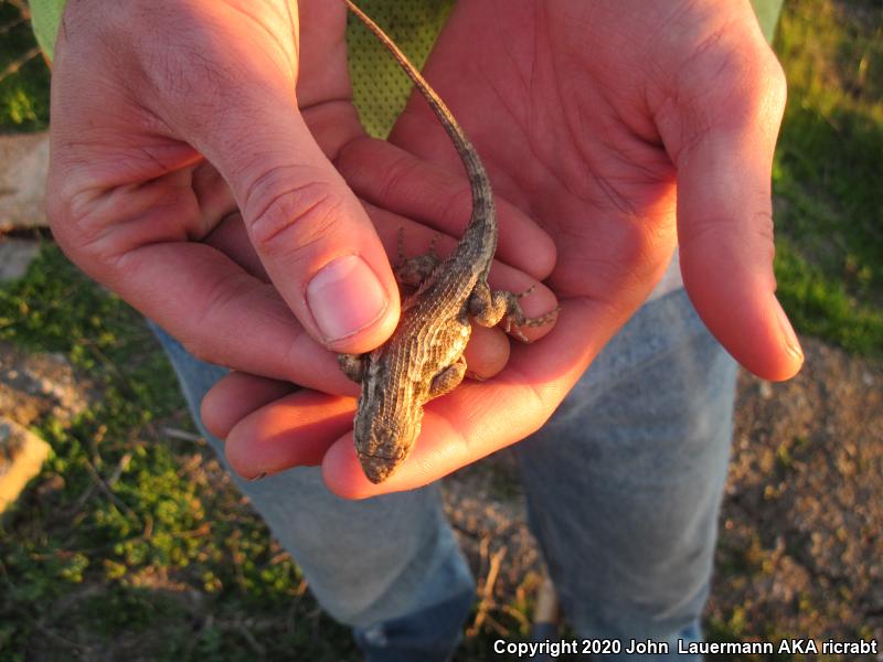 NorthWestern Fence Lizard (Sceloporus occidentalis occidentalis)