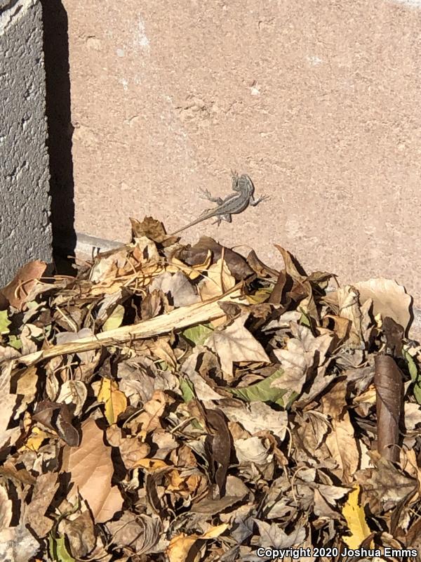 Southwestern Fence Lizard (Sceloporus cowlesi)