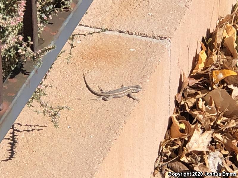 Eastern Side-blotched Lizard (Uta stansburiana stejnegeri)