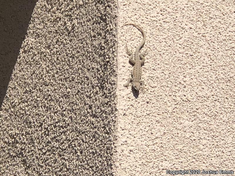 Eastern Side-blotched Lizard (Uta stansburiana stejnegeri)