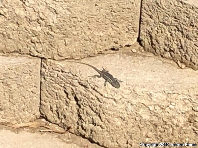 Southwestern Fence Lizard (Sceloporus cowlesi)