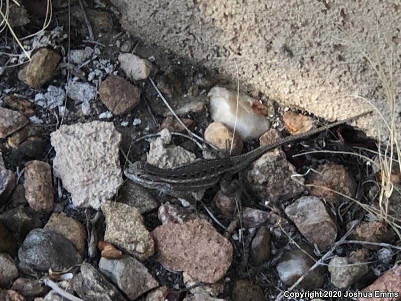 Southwestern Fence Lizard (Sceloporus cowlesi)