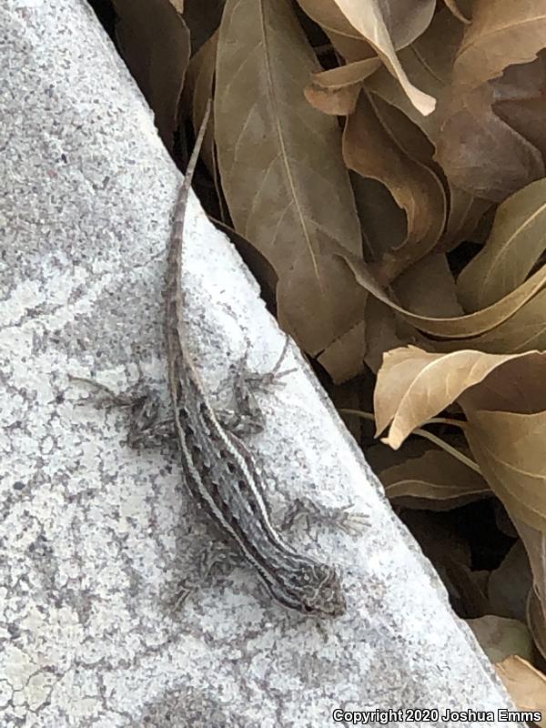 Southwestern Fence Lizard (Sceloporus cowlesi)