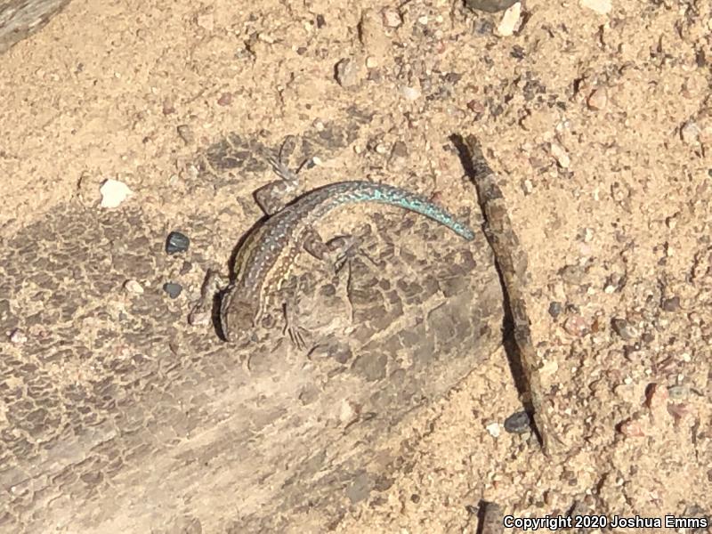 Eastern Side-blotched Lizard (Uta stansburiana stejnegeri)