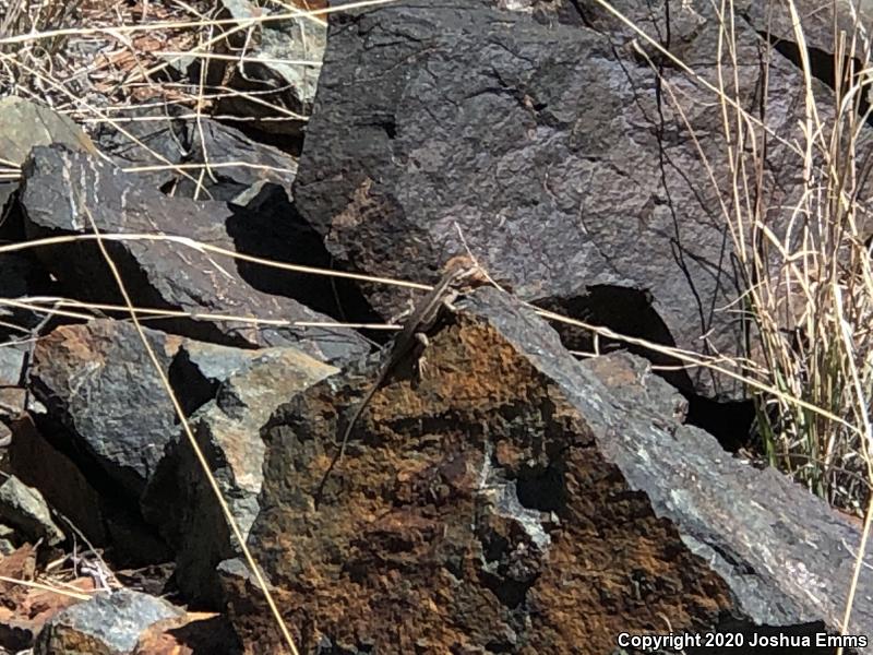 Southwestern Fence Lizard (Sceloporus cowlesi)