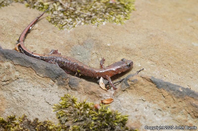 Northern Zigzag Salamander (Plethodon dorsalis)