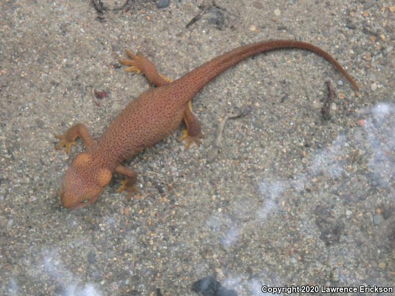 Rough-skinned Newt (Taricha granulosa)