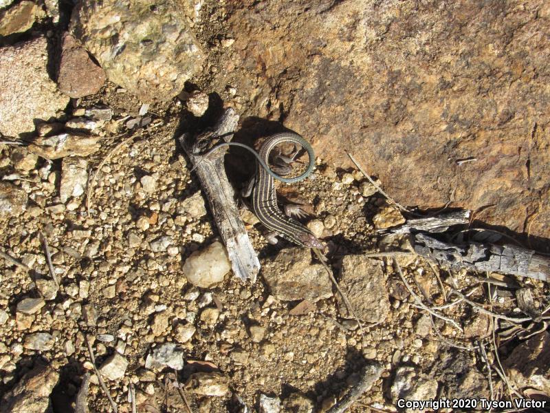 Desert Grassland Whiptail (Aspidoscelis uniparens)