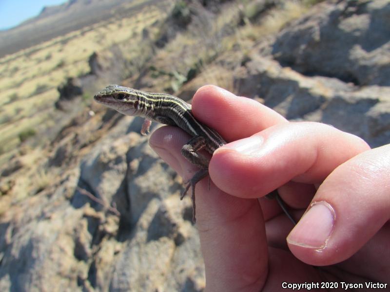 Desert Grassland Whiptail (Aspidoscelis uniparens)