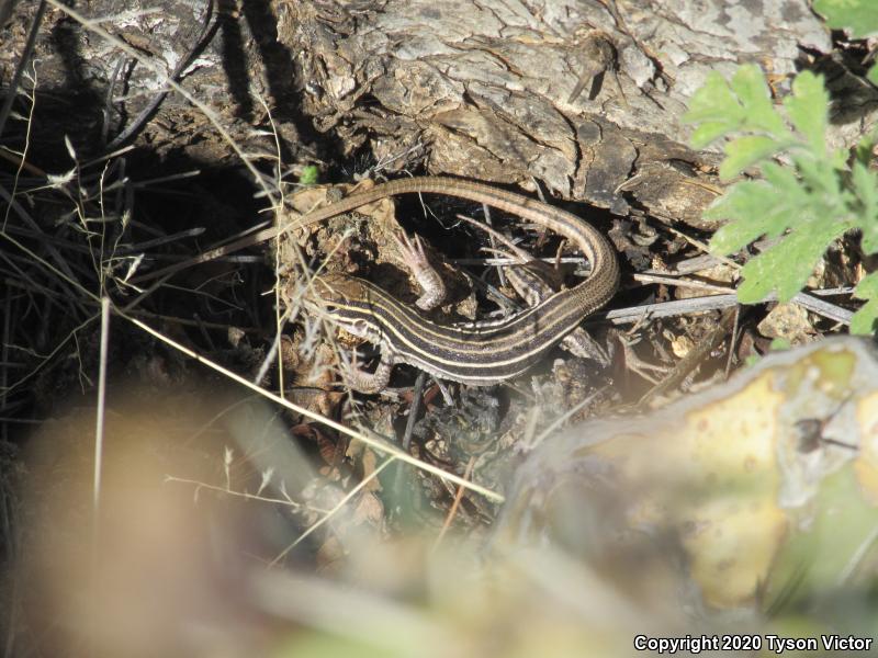 Desert Grassland Whiptail (Aspidoscelis uniparens)