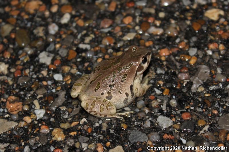 Strecker's Chorus Frog (Pseudacris streckeri)