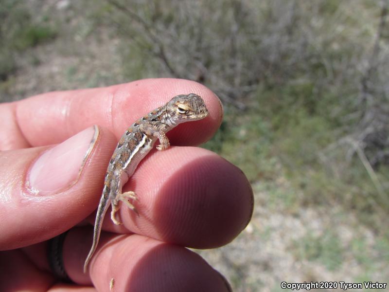 Sonoran Earless Lizard (Holbrookia elegans thermophila)