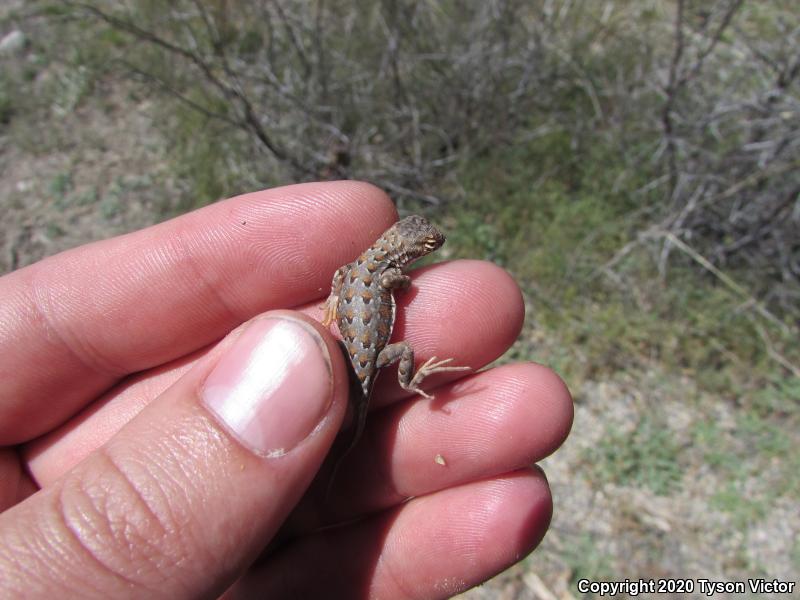 Sonoran Earless Lizard (Holbrookia elegans thermophila)