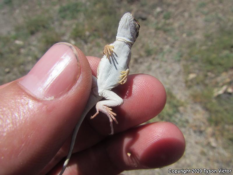 Sonoran Earless Lizard (Holbrookia elegans thermophila)