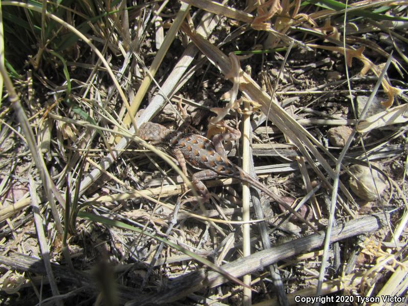 Sonoran Earless Lizard (Holbrookia elegans thermophila)