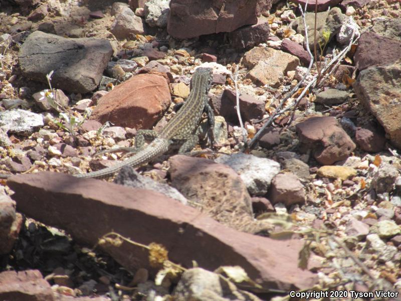 Southern Whiptail (Aspidoscelis tigris punctilinealis)