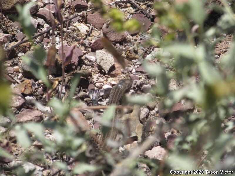 Southern Whiptail (Aspidoscelis tigris punctilinealis)