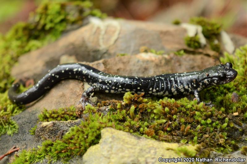 Sequoyah Slimy Salamander (Plethodon sequoyah)