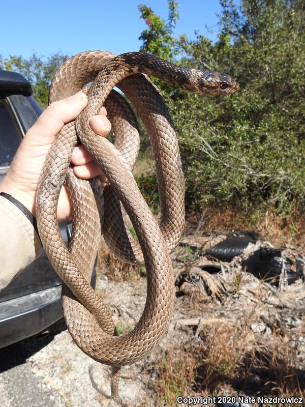 Eastern Coachwhip (Coluber flagellum flagellum)