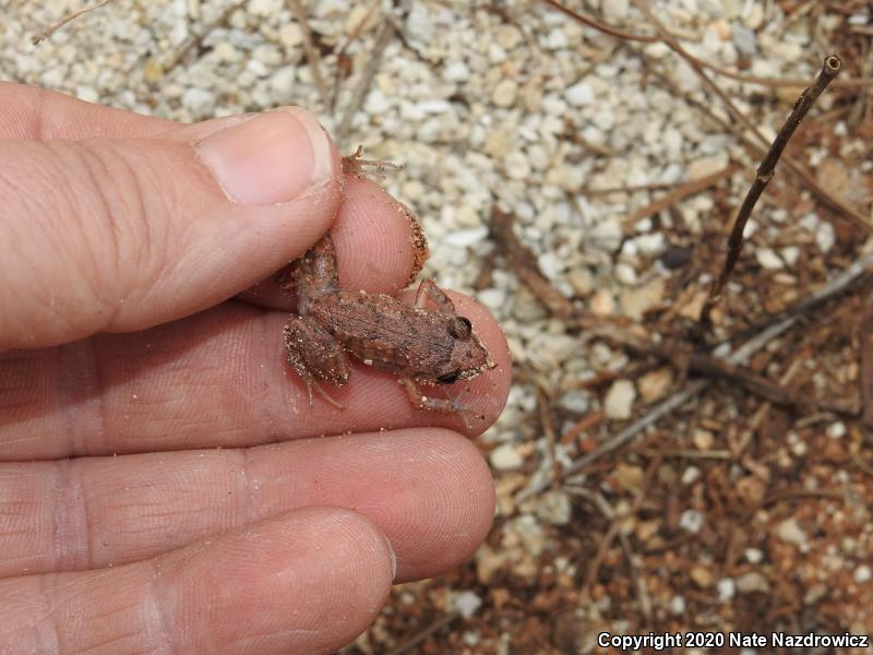 Greenhouse Frog (Eleutherodactylus planirostris)